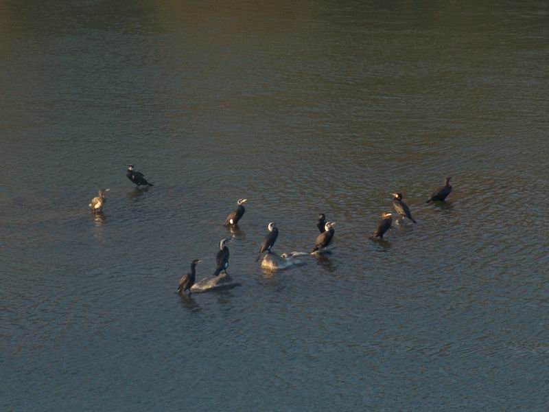 Phalacrocorax  carbo - Cormorano